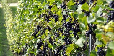 Decálogo de la producción de vino ecológico - Hostelería Madrid
