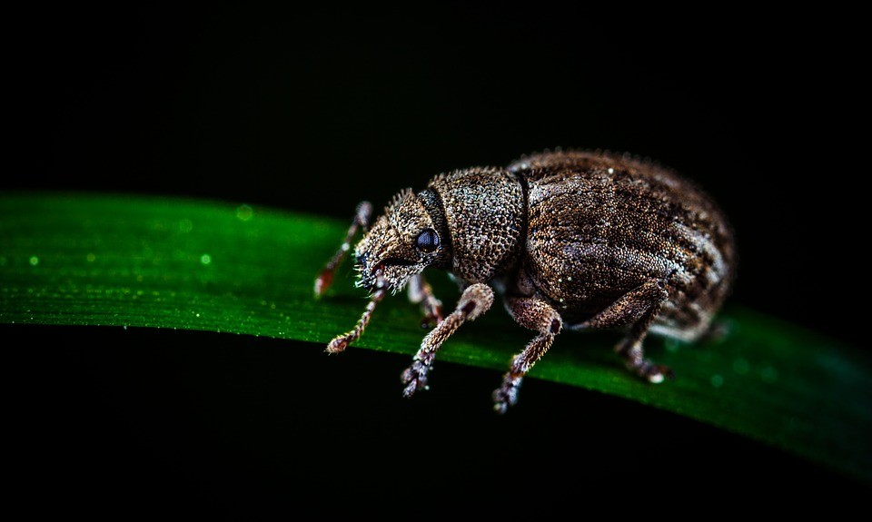 ¿Puedo servir insectos en mi restaurante? - La Viña ¿Puedo servir insectos en mi restaurante? - La Viña