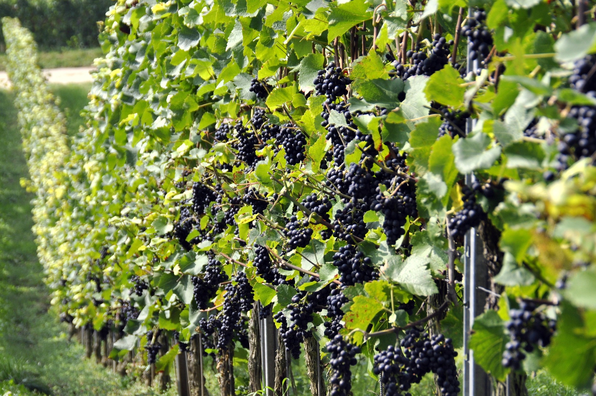 Decálogo de la producción de vino ecológico - La Viña