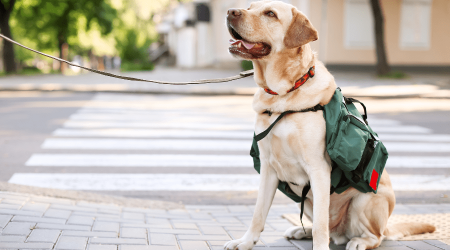 ¿Estoy obligado a aceptar a los perros guía en mi bar, restaurante o cafetería? - La Viña