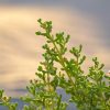 La nueva botánica del sabor: ingredientes que pueden cambiar nuestra forma de cocinar - Hostelería Madrid